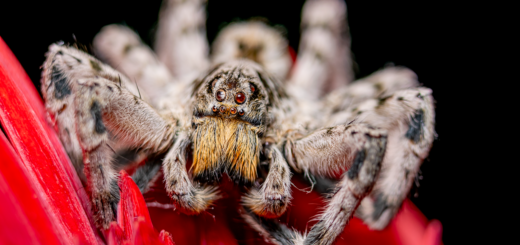 macro, spider, close-up, nature, wildlife, predator, beautiful flowers, black background, detail, flower, red color, eyes, spider head, macro spider web, hunter, flower wallpaper, details, spider eyes, eight-legged, hair structure, flower background, ecosystem, detailed view, natural world