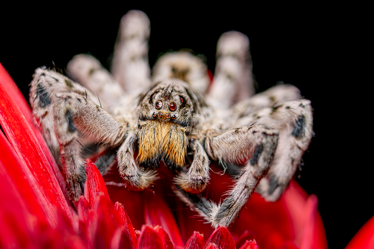 macro, spider, close-up, nature, wildlife, predator, beautiful flowers, black background, detail, flower, red color, eyes, spider head, macro spider web, hunter, flower wallpaper, details, spider eyes, eight-legged, hair structure, flower background, ecosystem, detailed view, natural world