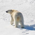 Nový enzým z ľadovca by mohol pomôcť vyrábať epilaktózu aj pri nízkych teplotách polar bear, nature, arctic, wildlife, snow, winter, animal, conservation, earthdaycontest
