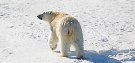 polar bear, nature, arctic, wildlife, snow, winter, animal, conservation, earthdaycontest