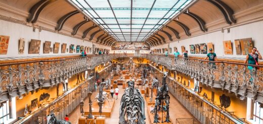 museum, dinosaur, dino, fossil, paleontology, extinct, prehistoric, evolution, ancient, jurassic, history, bones, archeology, predator, tourism, brown dinosaur, educational, museum, museum, museum, museum, museum, dinosaur, dinosaur, evolution