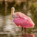 Štyri desaťročia prehliadaných údajov odhalili skrytú rozmanitosť morských amfipód v talianskych vodách spoonbill, bird, nature, wildlife, bill