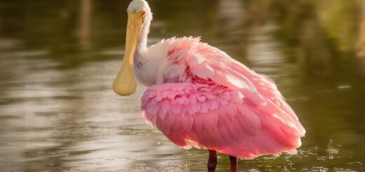 spoonbill, bird, nature, wildlife, bill