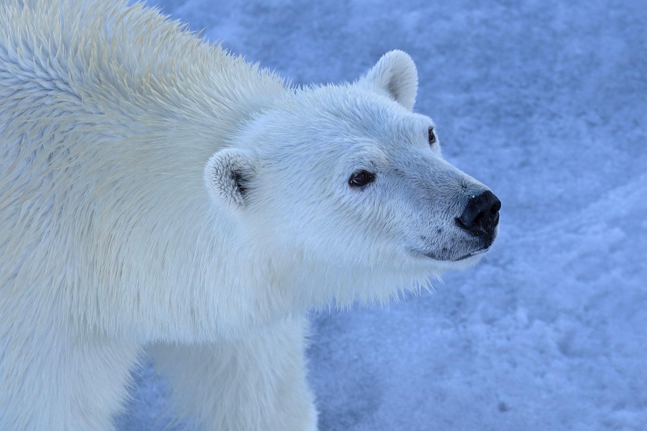 polar bear, animal, arctic, wildlife, conservation, nature, earthdaycontest