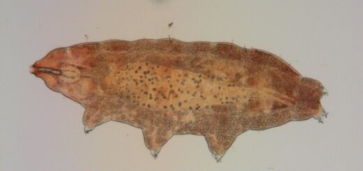 Tardigrades reveal extreme heat-blocking survival trick while in tun state