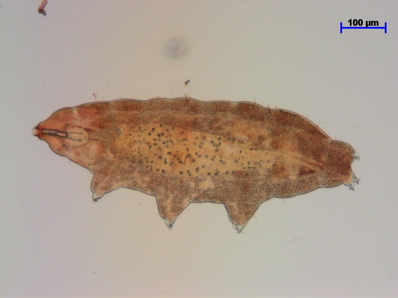 Tardigrades reveal extreme heat-blocking survival trick while in tun state