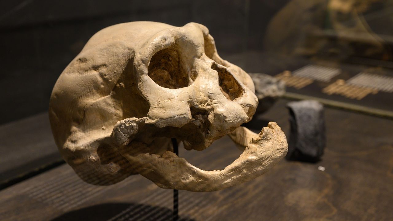 Beige skull in a museum case