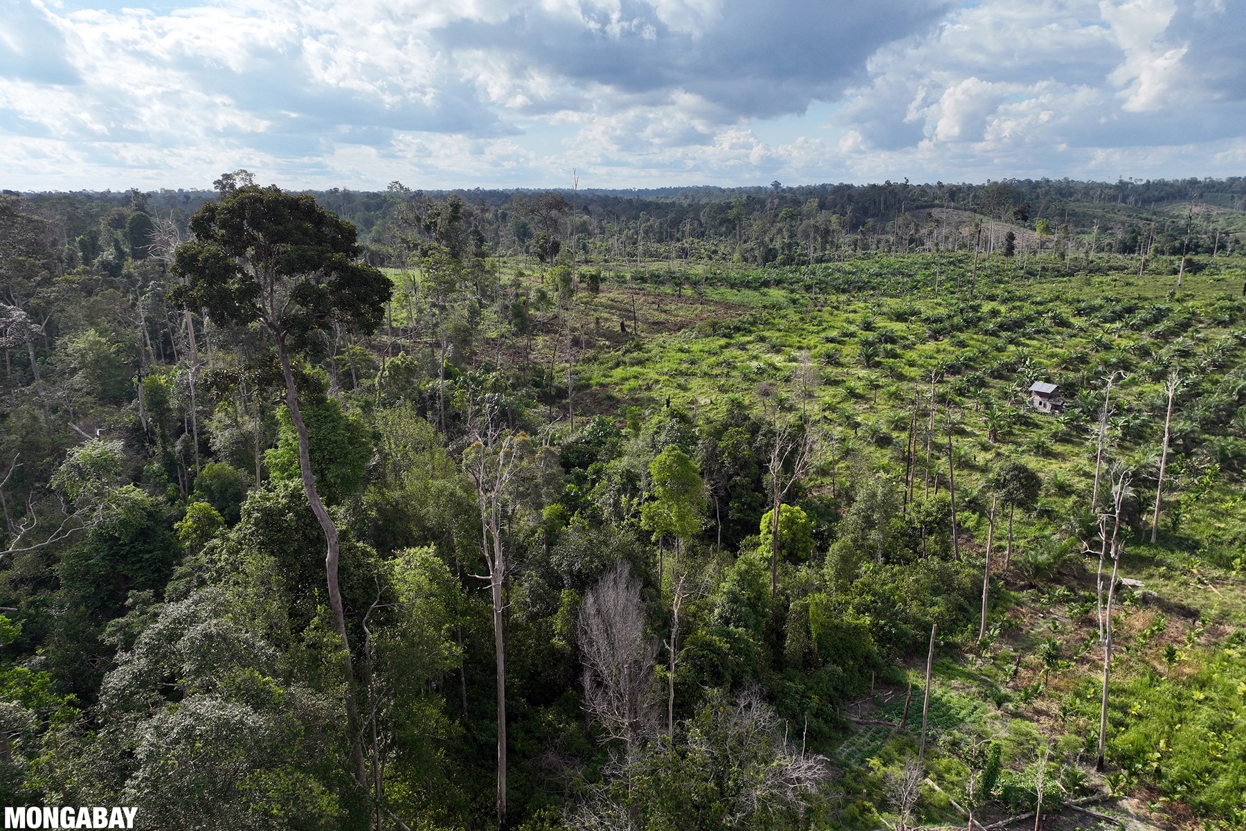 Deforestation for an oil palm plantation in Sumatra.