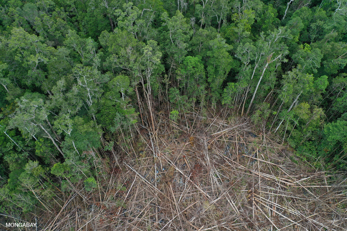 IMF lending programs causing deforestation should be rethought (commentary)
