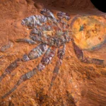 V austrálskych usadeninách objavili fosílie s detailmi buniek, aké sa zvyčajne zachovajú len zriedka