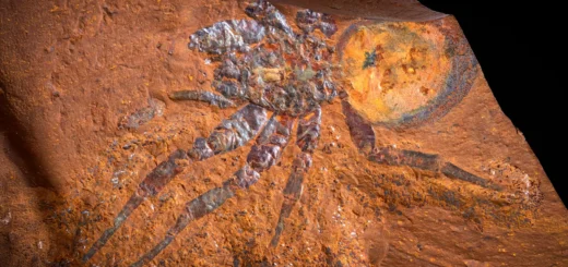 V austrálskych usadeninách objavili fosílie s detailmi buniek, aké sa zvyčajne zachovajú len zriedka