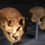 Nový výskum spochybňuje predstavu, že Homo sapiens bol „inteligentnejší“ než neandertálci Nový výskum spochybňuje predstavu, že Homo sapiens bol „inteligentnejší“ než neandertálci