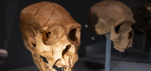Nový výskum spochybňuje predstavu, že Homo sapiens bol „inteligentnejší“ než neandertálci