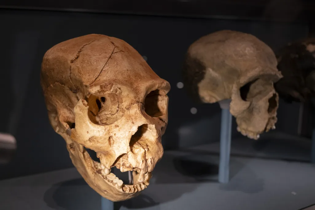 Nový výskum spochybňuje predstavu, že Homo sapiens bol „inteligentnejší“ než neandertálci