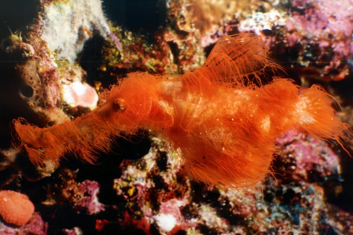 New species of ghost pipefish named after Sesame Street character found in Australia