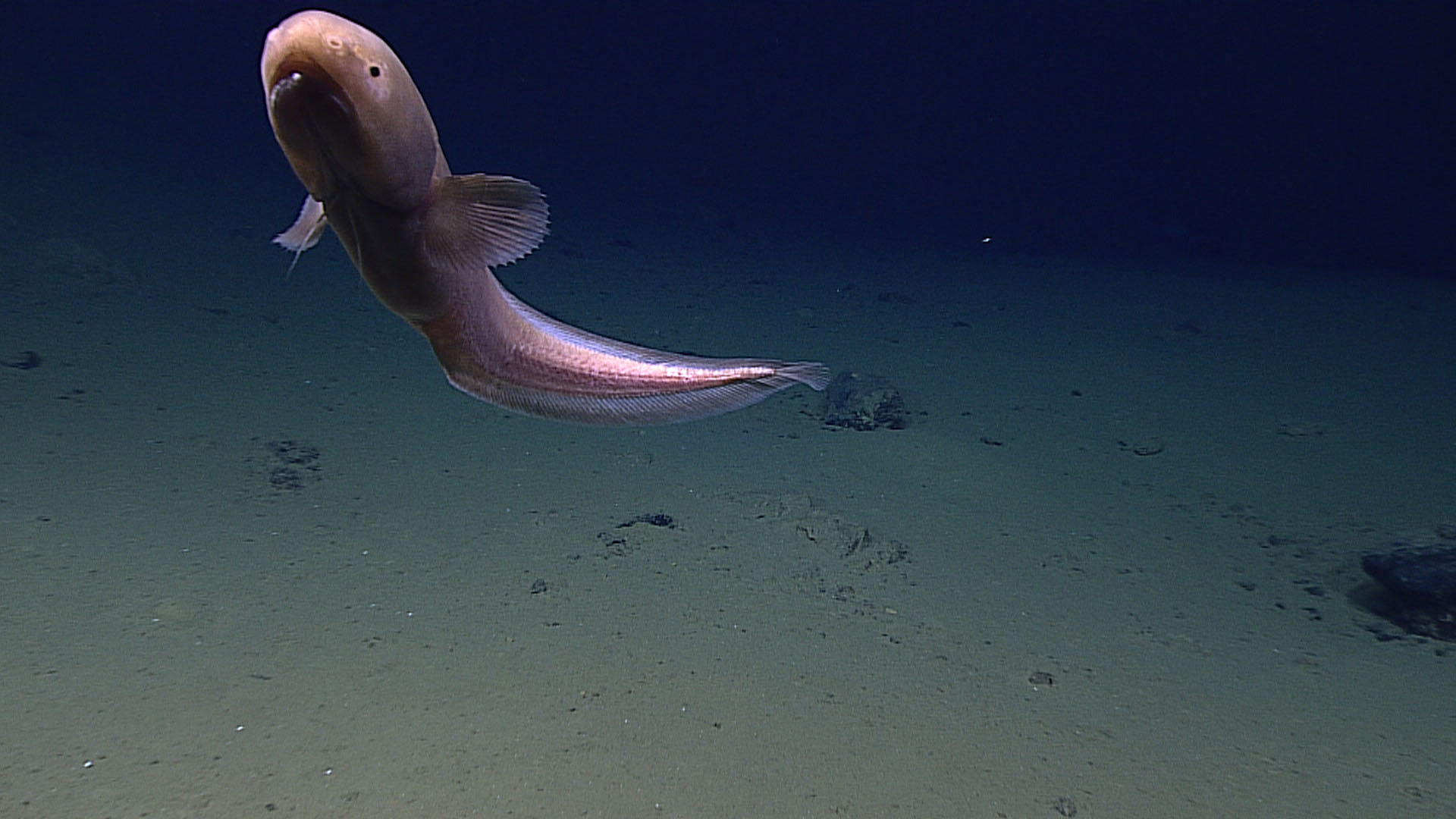 Deep-sea cusk eel