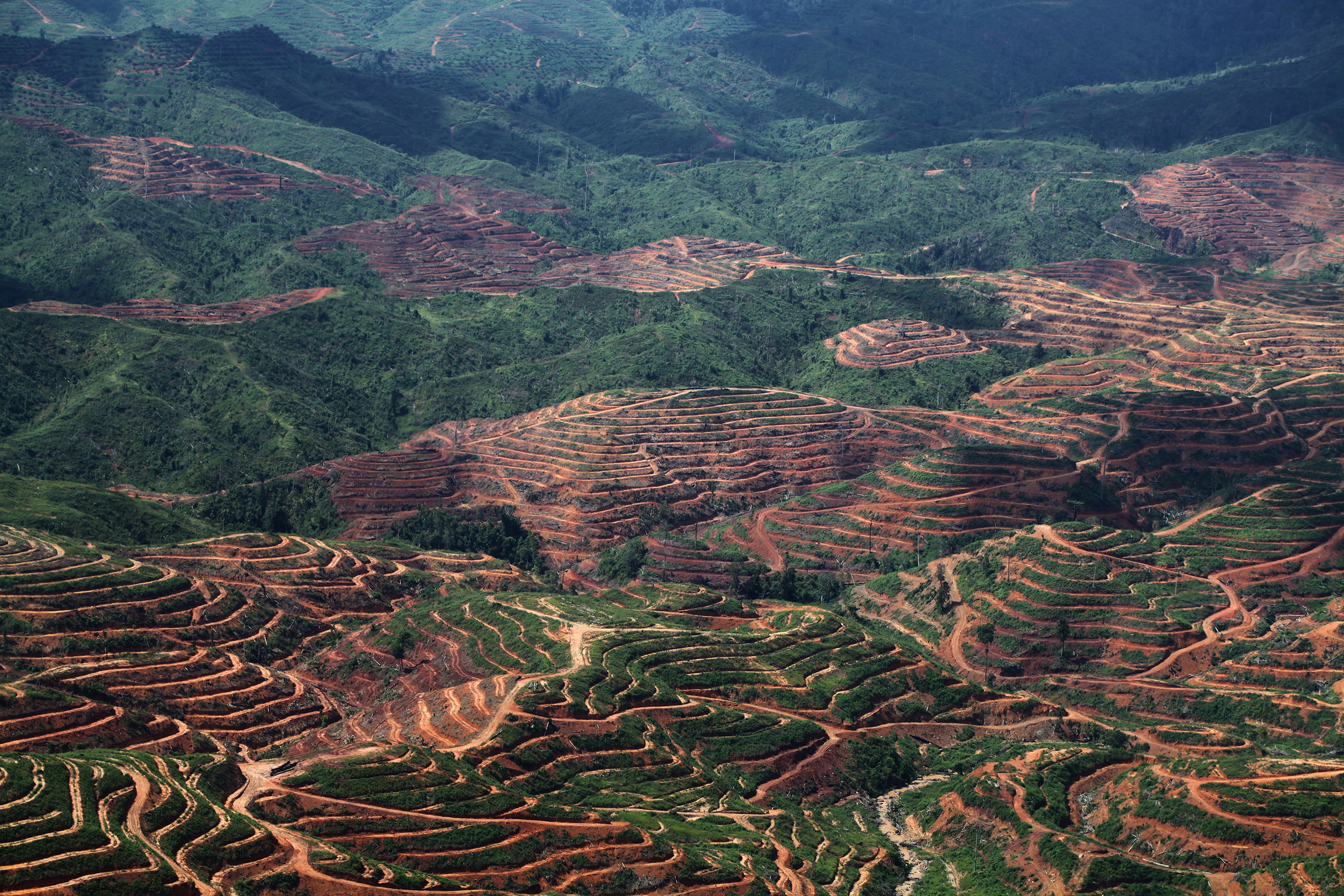 Loopholes undermine palm oil industry’s antideforestation pledges