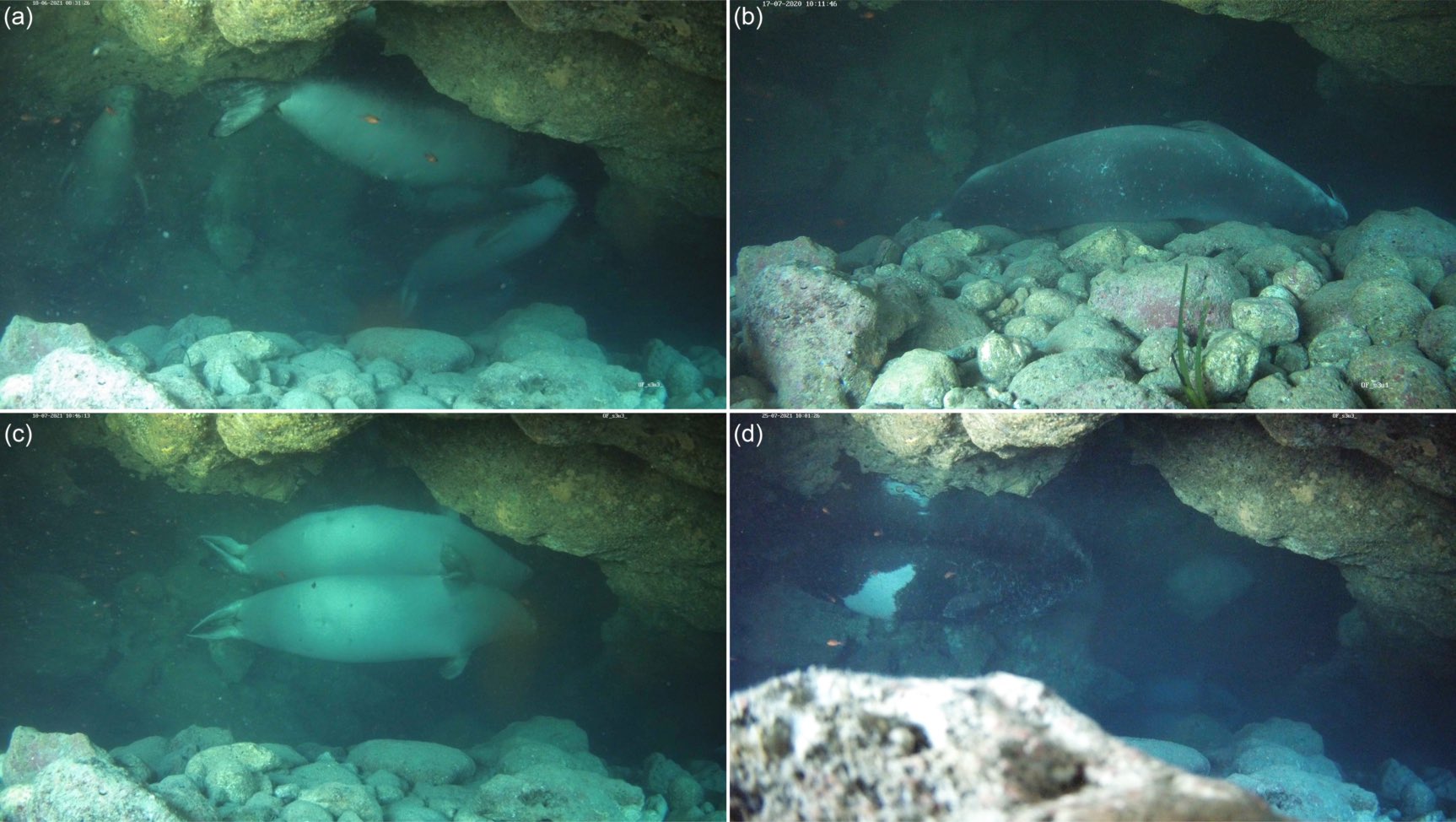 Hidden ‘bubble cave’ may help world’s rarest seal steer clear of humans: Study