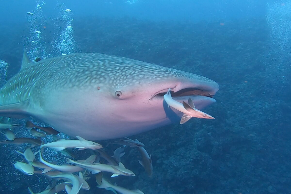 A whale shark (Rhincodon typus). Image courtesy of Iris Ziegler.