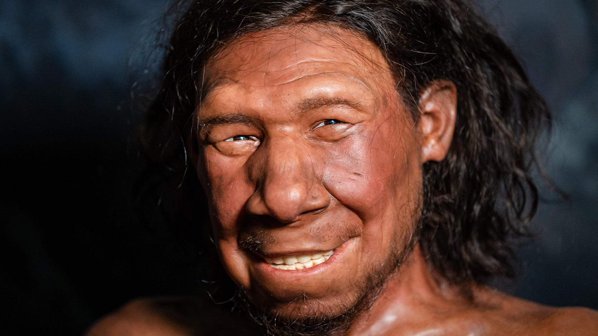 Reconstruction of the face of the oldest Neanderthal found in the Netherlands, nicknamed Krijn.