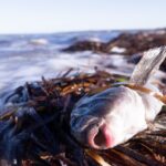 Rok po začiatku najväčšieho škodlivého kvitnutia rias Austrália stále počíta škody Rok po začiatku najväčšieho škodlivého kvitnutia rias Austrália stále počíta škody
