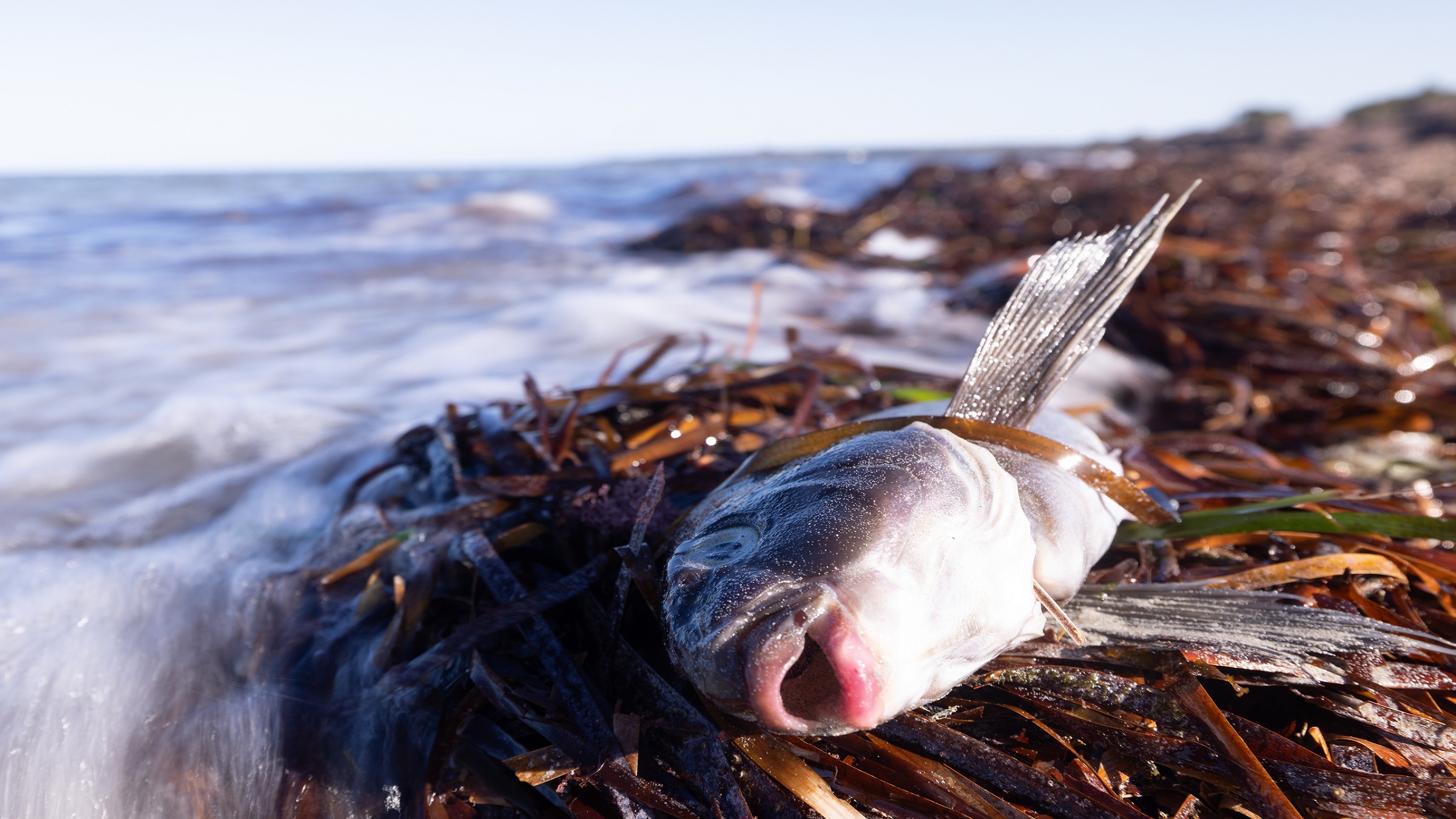 A year on, Australia’s biggest harmful algal bloom continues to wreak havoc