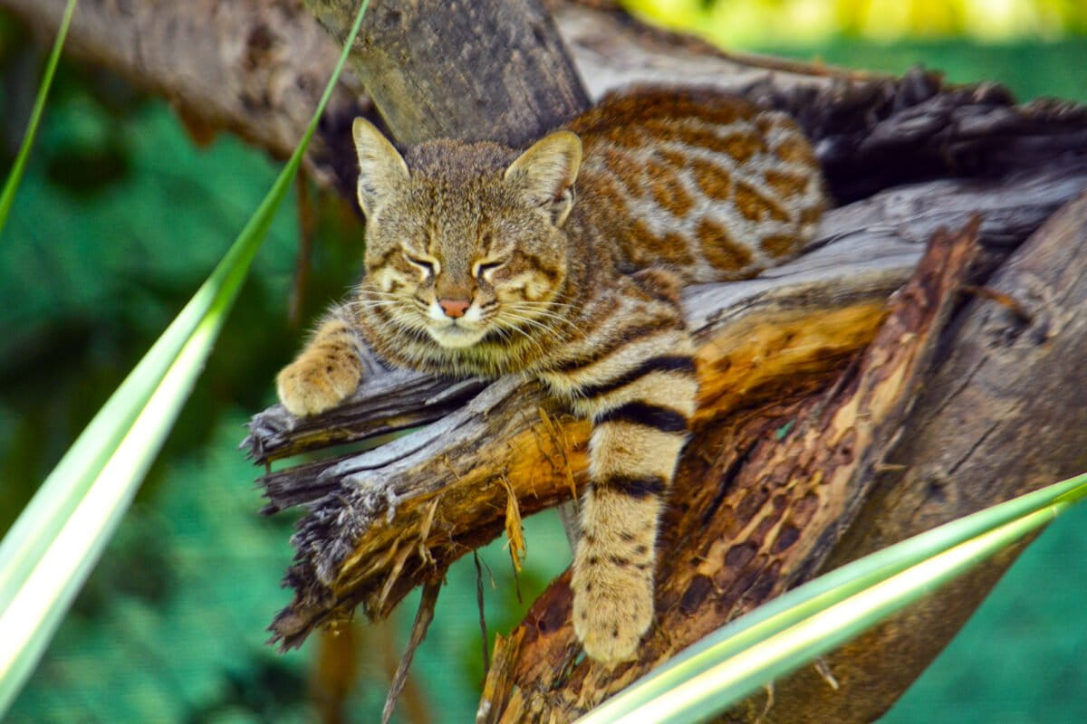 Genetic study reveals extinction risk for unique mangrove-adapted pampas cat