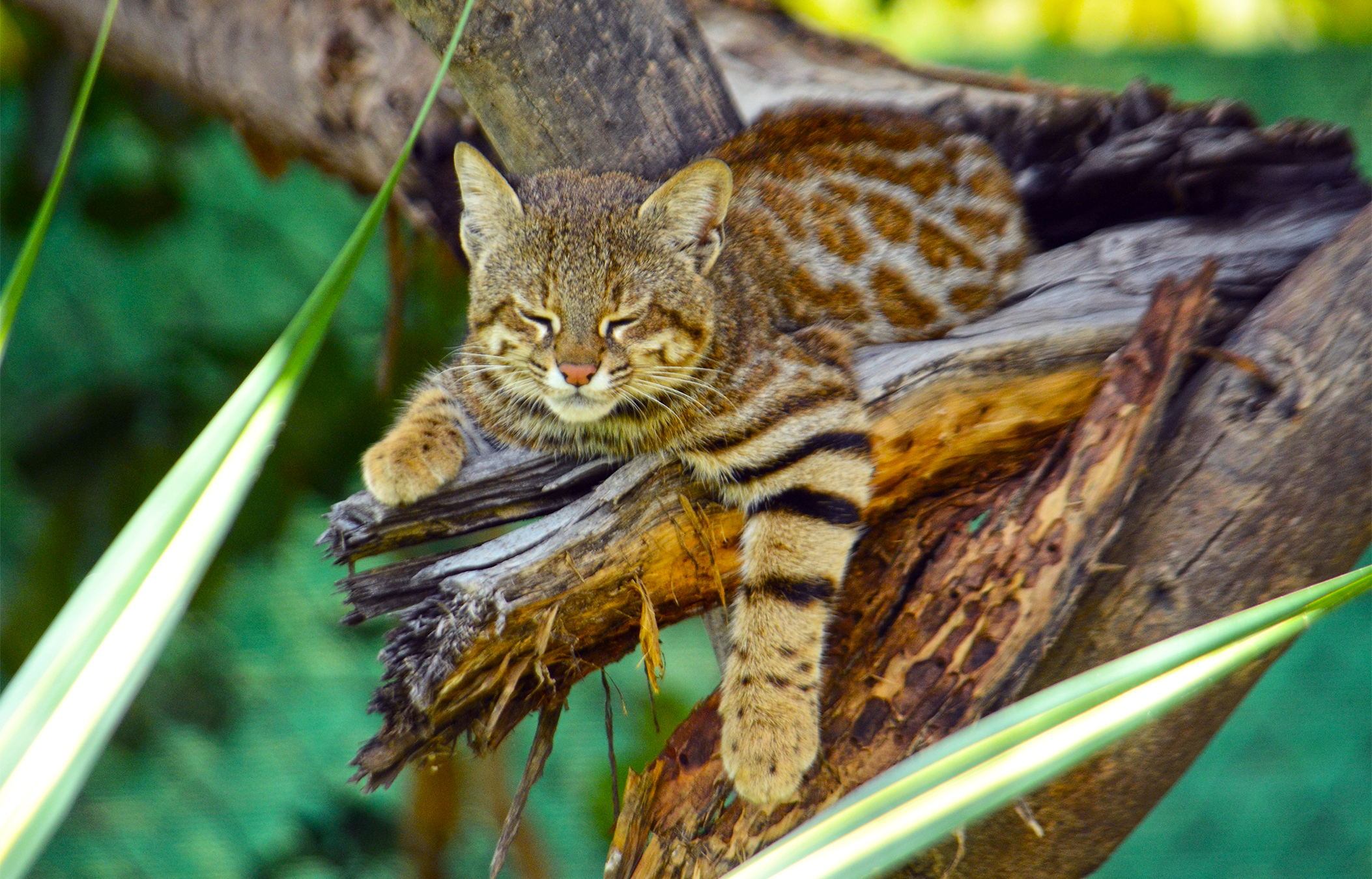 Genetic study reveals extinction risk for unique mangrove-adapted pampas cat