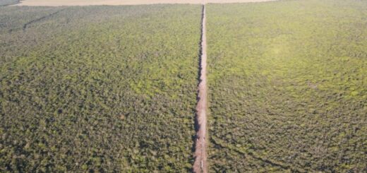 V Brazílii chcú rozšíriť program, ktorý platí farmárom za zachovanie lesov