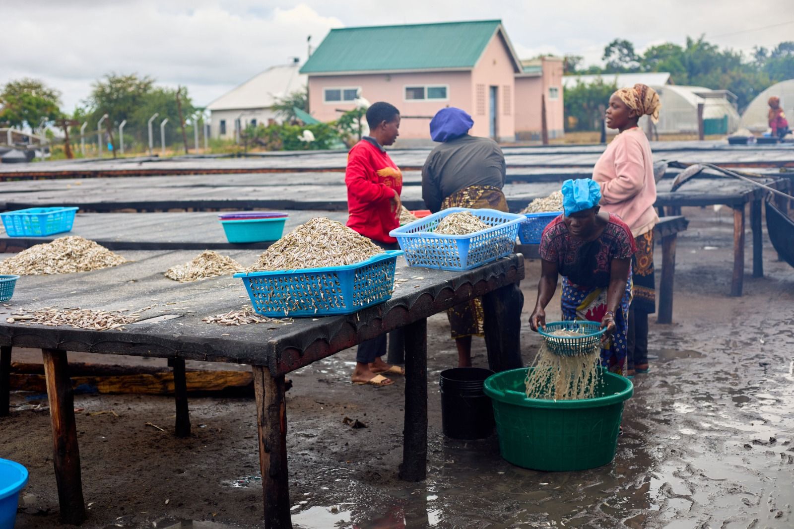 Fish processing and trading provide livelihoods for millions of women across Africa. Photo courtesy of the African Women Fish Processors and Traders Network (AWFISHNET).