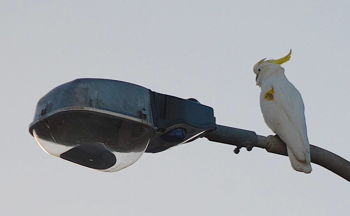 Urban wildlife is changing from the inside out (commentary)
