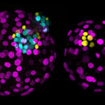First use of precision editing to study human embryo development reveals role of master gene