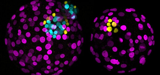 First use of precision editing to study human embryo development reveals role of master gene