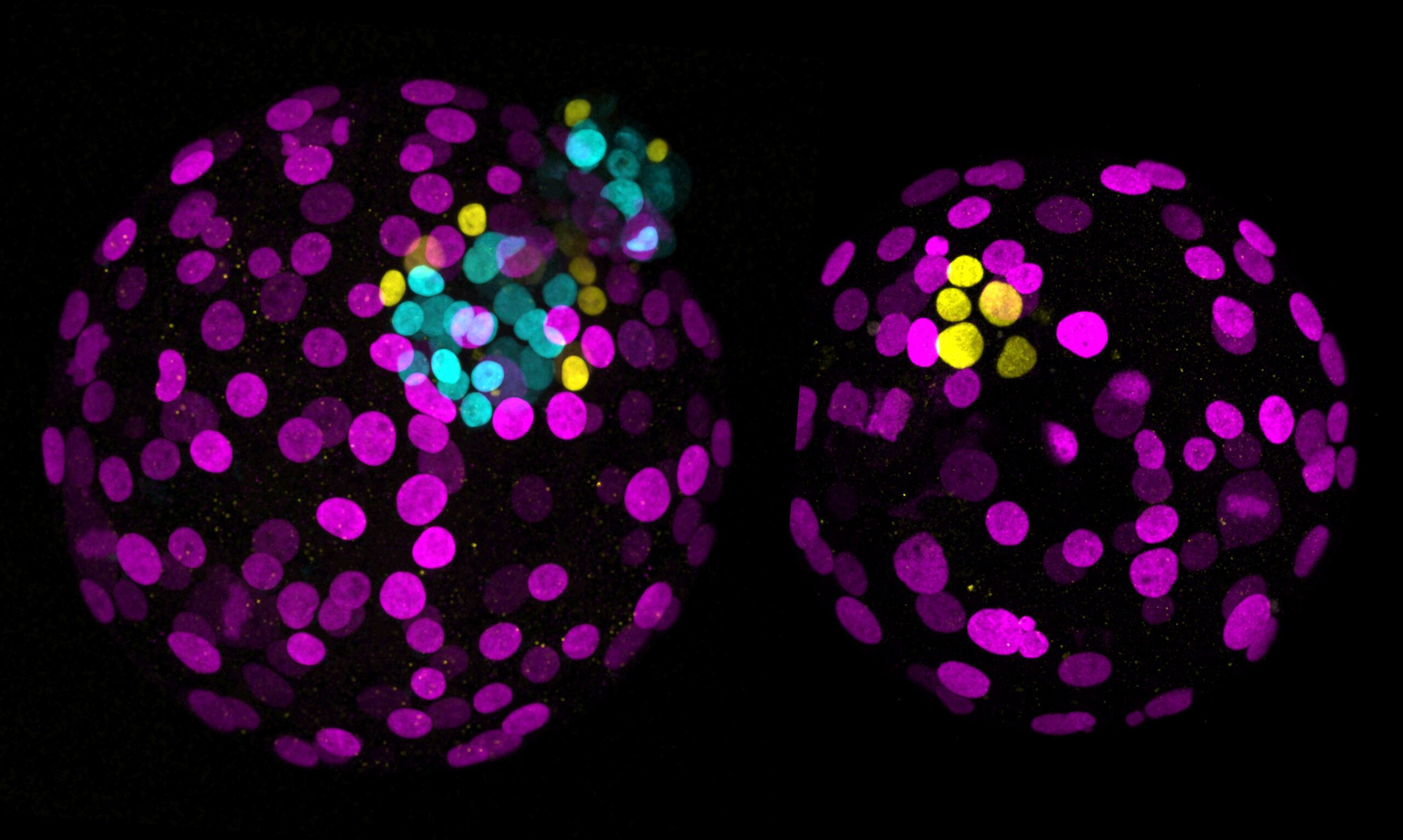 First use of precision editing to study human embryo development reveals role of master gene