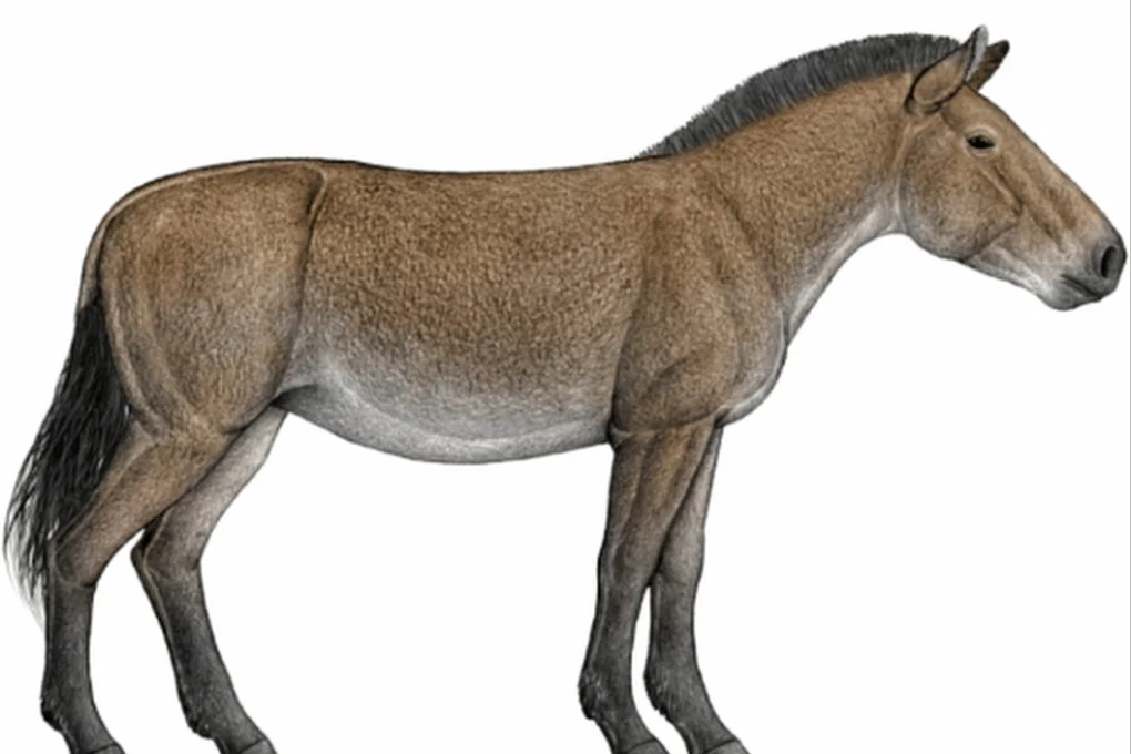 Once dismissed as a local oddity in northeastern China, the Dalian horse carried a distinctive American ancestry and passed it on to ancient horse populations in Siberia, according to researchers. Photo: sciencenet.cn
