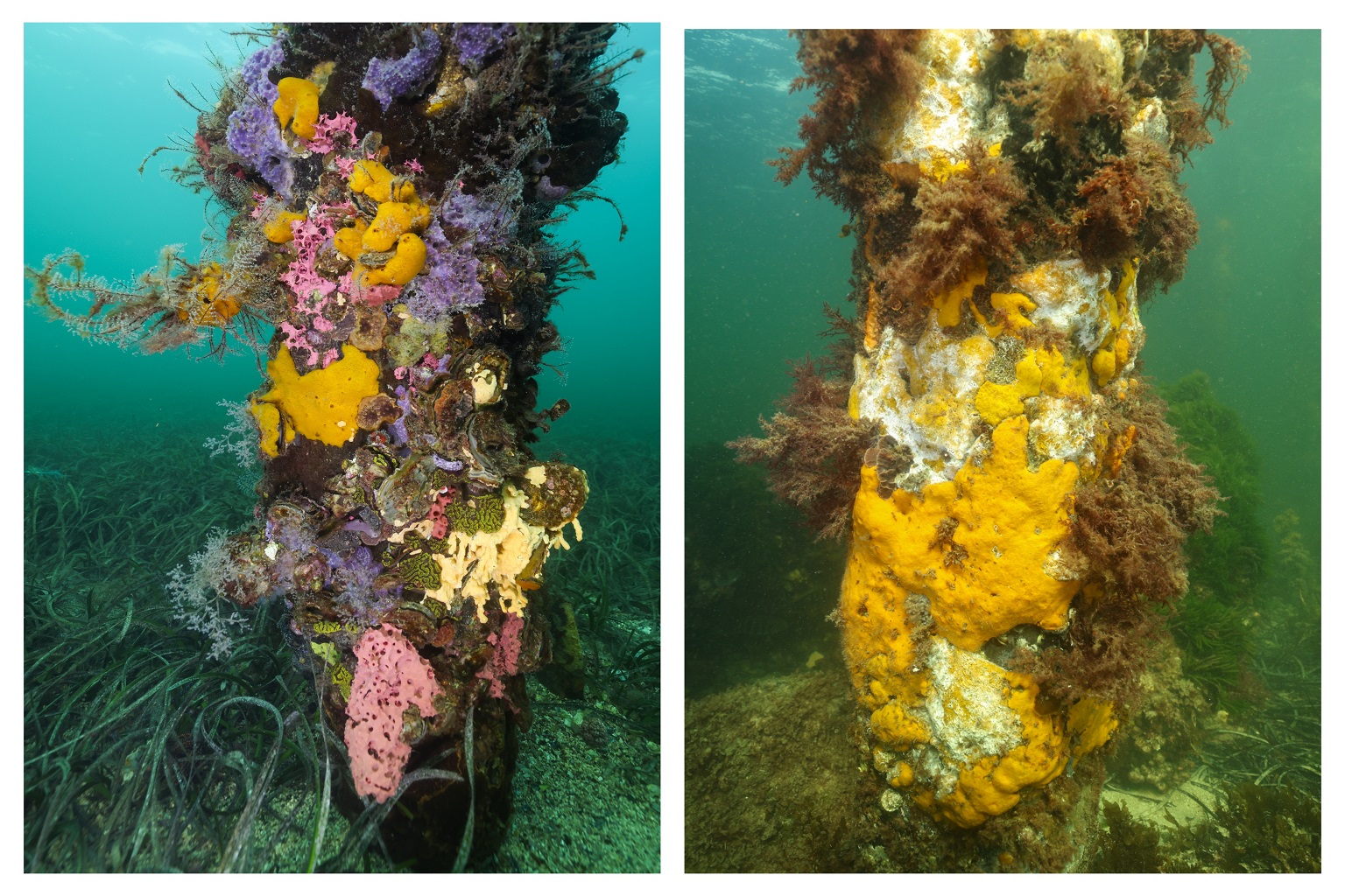 A Port Hughes jetty pylon, left, in late February 2026 shows a rich diversity of underwater life before the arrival of the harmful algal bloom, while a photo taken after the bloom, right, in March shows a pylon with dying sponges.