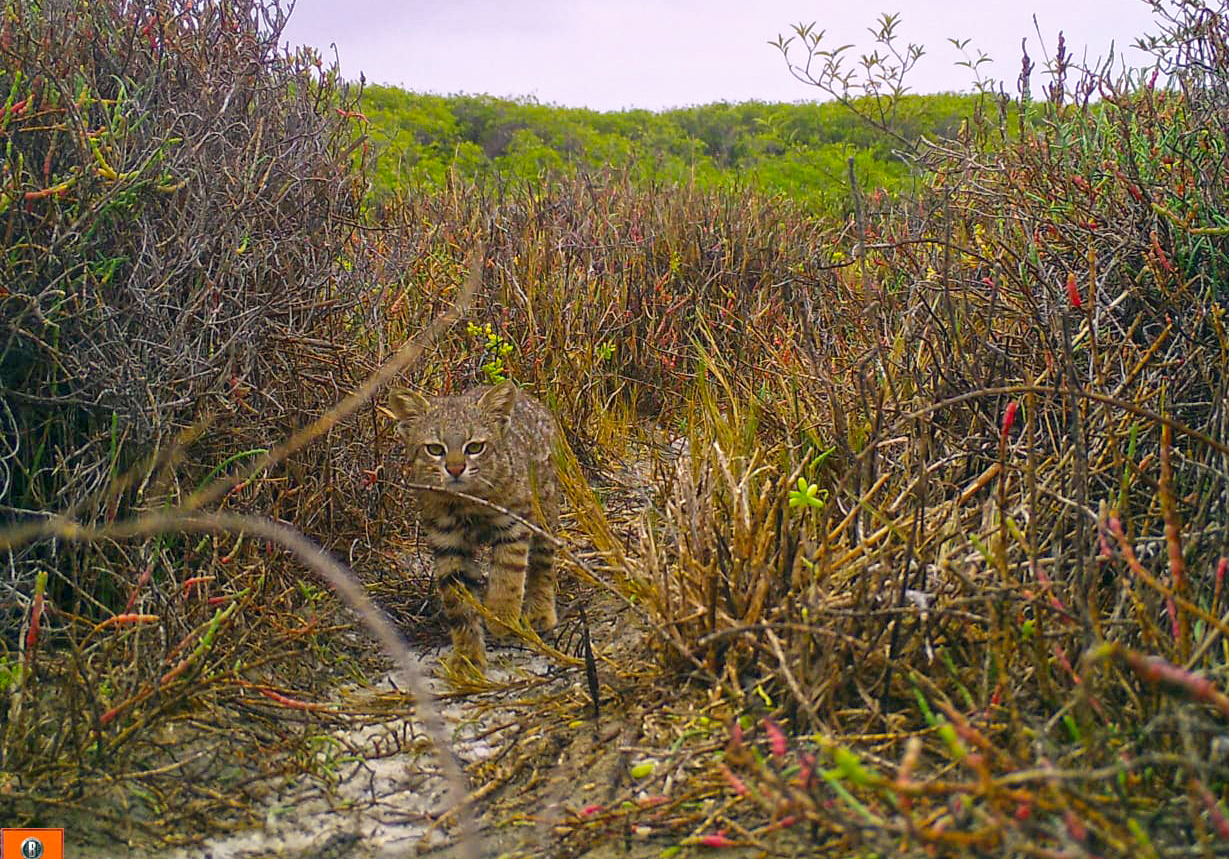 A camera-trap image of a pampas cat in the San Pedro de Vice mangroves. This population numbers just nine individuals, all of them related. Only two are actively breeding. Image courtesy of the Peruvian Desert Cat Project.
