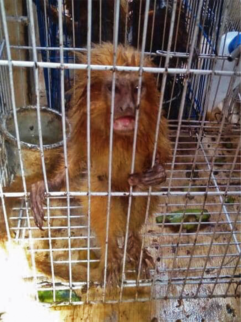 Three golden lion tamarins died during the sailboat journey. Image courtesy of EAGLE Network.