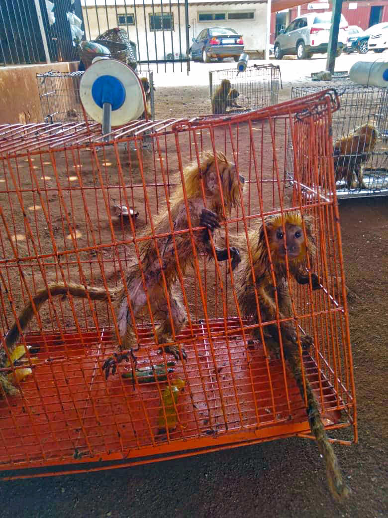 The golden lion tamarins rescued in Togo were scared, emaciated and soaked with seawater. Image courtesy of EAGLE Network.