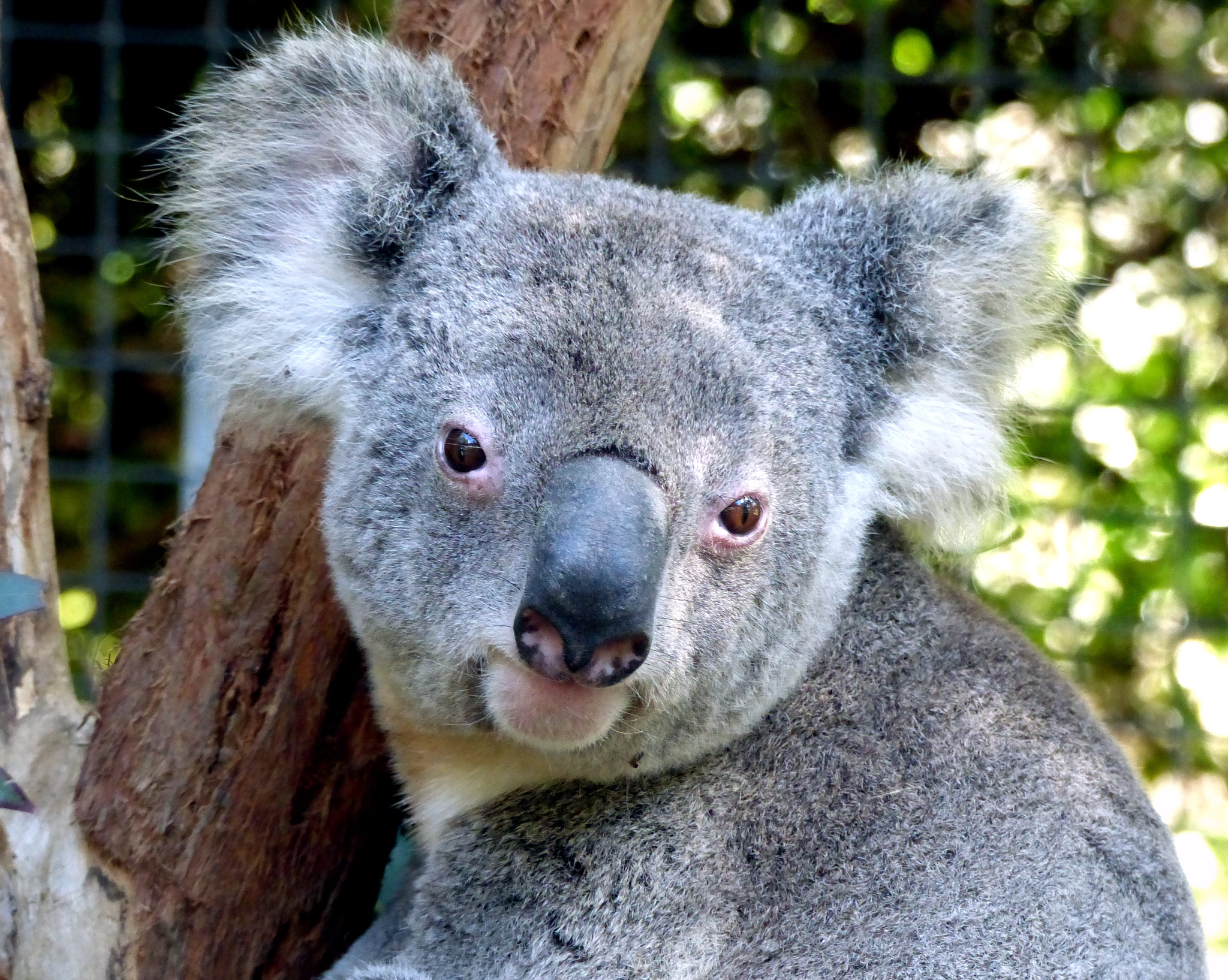 Australia has the money to protect nature. It just isn’t spending it, expert says