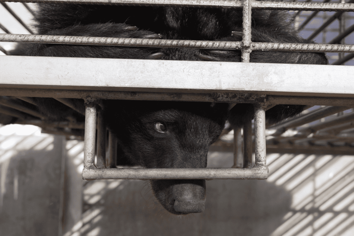27 Moon Bears rescued from illegal Laos bile farm