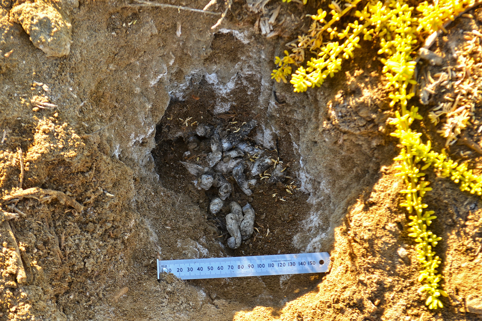 A latrine used by pampas cats. Such sites offer up a treasure trove of data on the species’ population, but scat is often difficult to find. Analysis provides valuable data on a population’s genetics and diet. Image courtesy of the Peruvian Desert Cat Project.