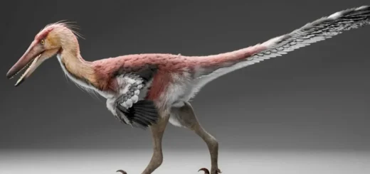Dravý dinosaurus z Patagónie naznačuje dávne spojenie s Áziou