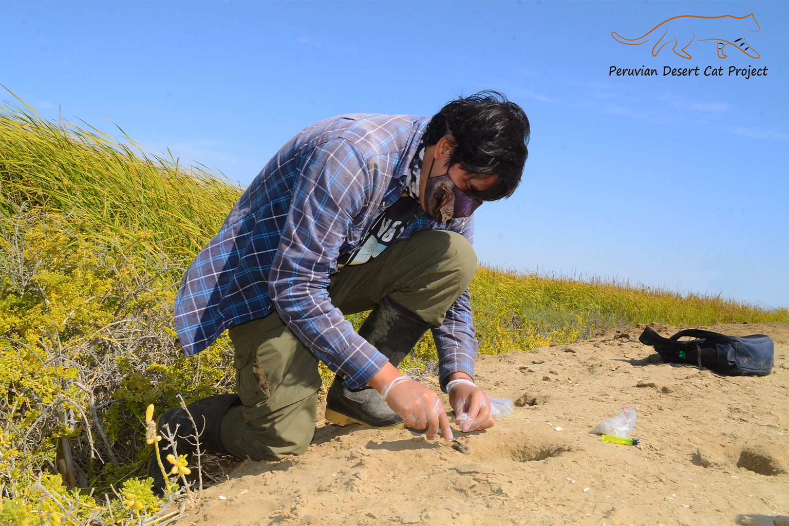 Conservationists collect desert pampas cat feces, or scat, to conduct a genetic analysis of the mangrove-acclimated population. Image courtesy of the Peruvian Desert Cat Project.
