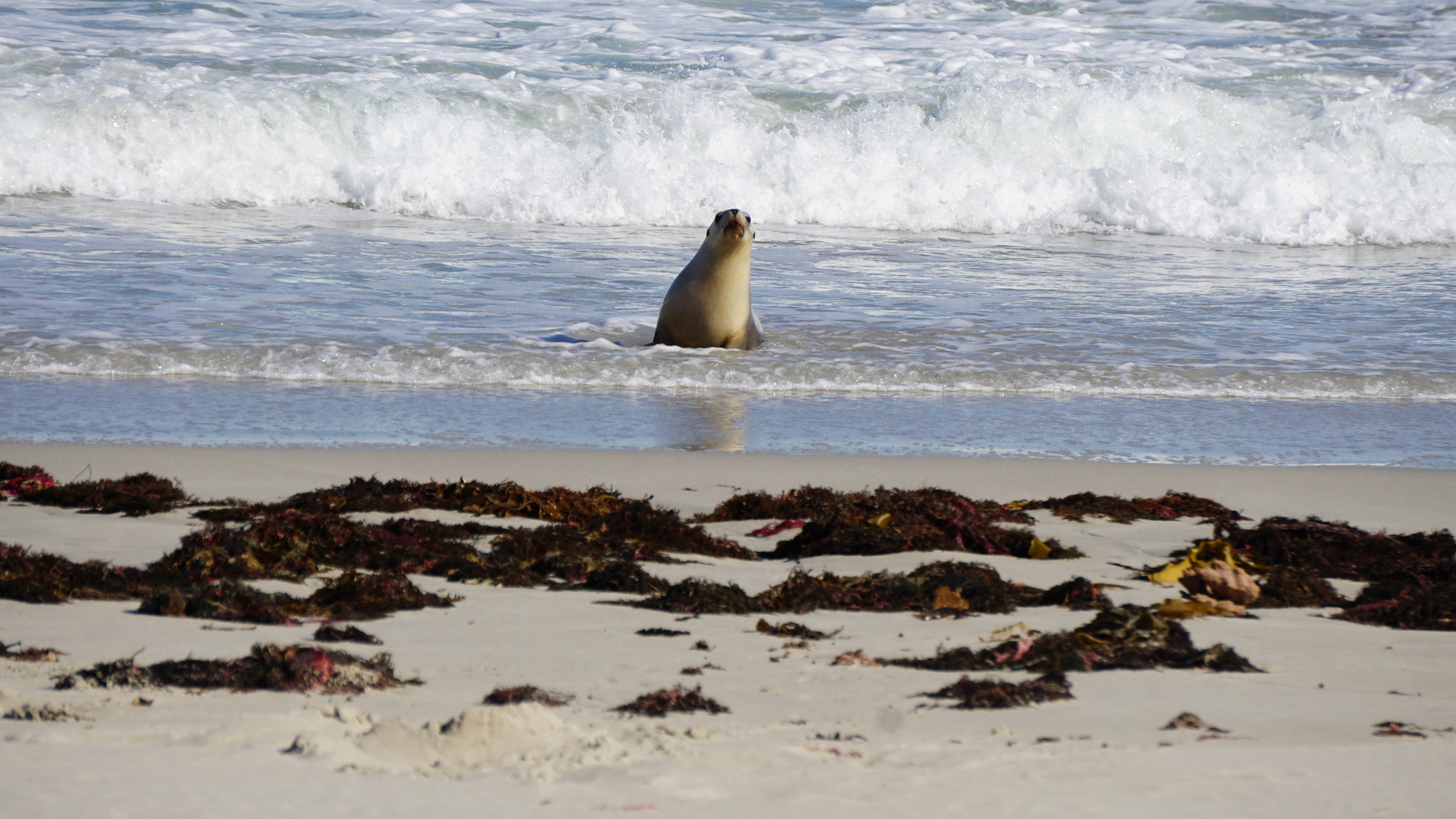 An Australian sea lion (Neophoca cinerea), one of the species affected by the South Australia algal bloom, swimming toward shore in April 2026.