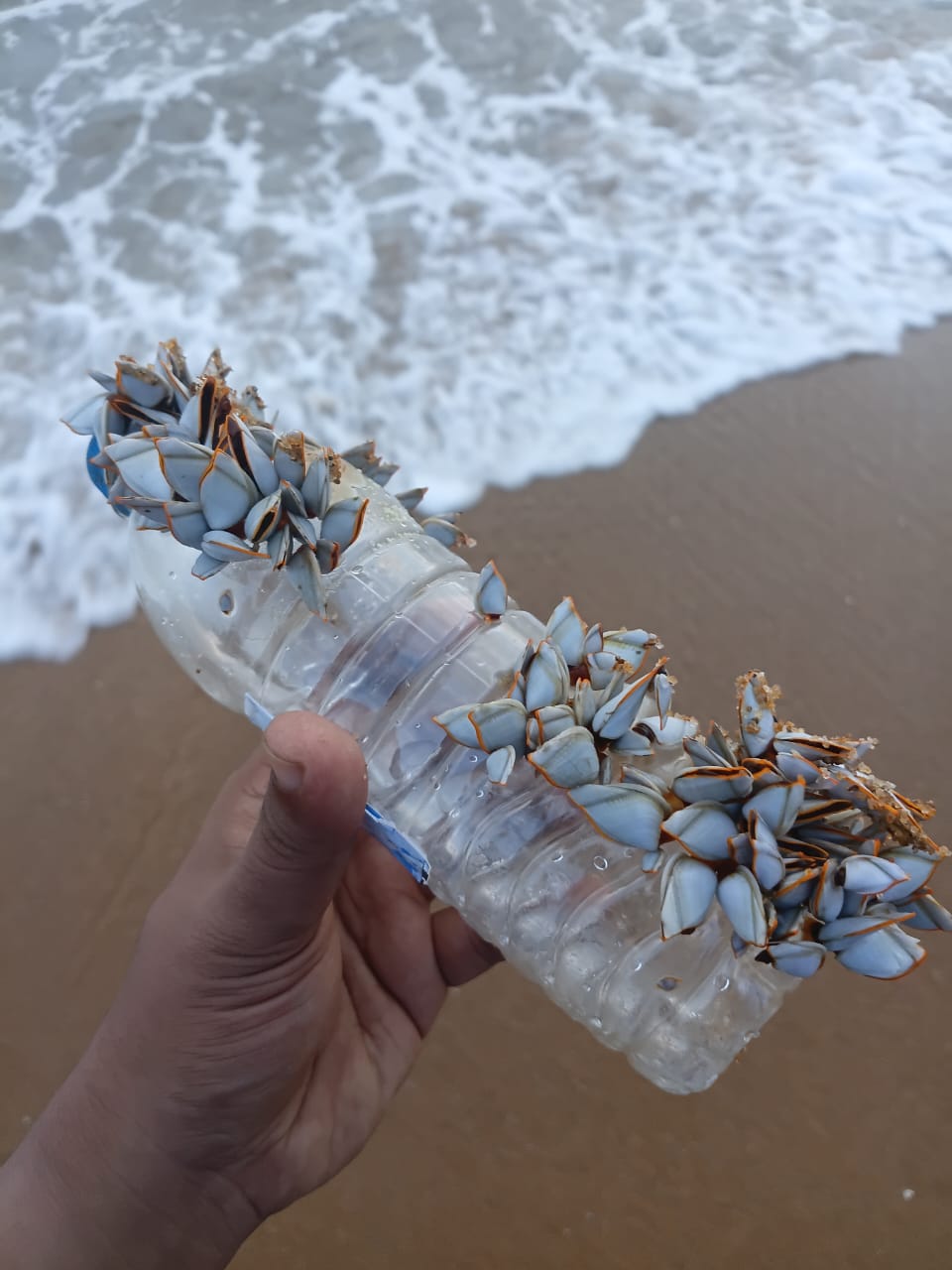 Sri Lanka bans single-use plastic bottles at government events, charges for plastic bags