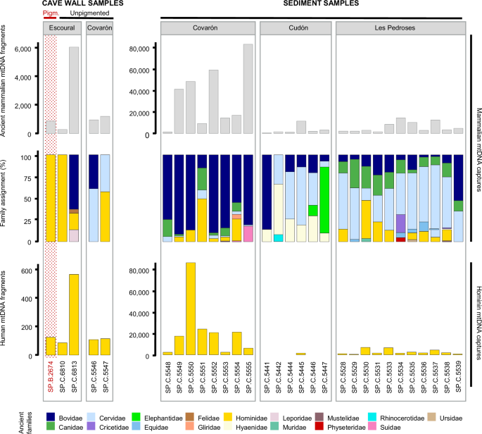 Fig. 4: Comparison of mammalian and human mtDNA recovery in sediment and cave wall samples.