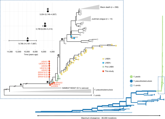 Fig. 2: Phylogenetic relationships and inferred internal node dates between hunter-gatherer plague samples from this study and previously published data.
