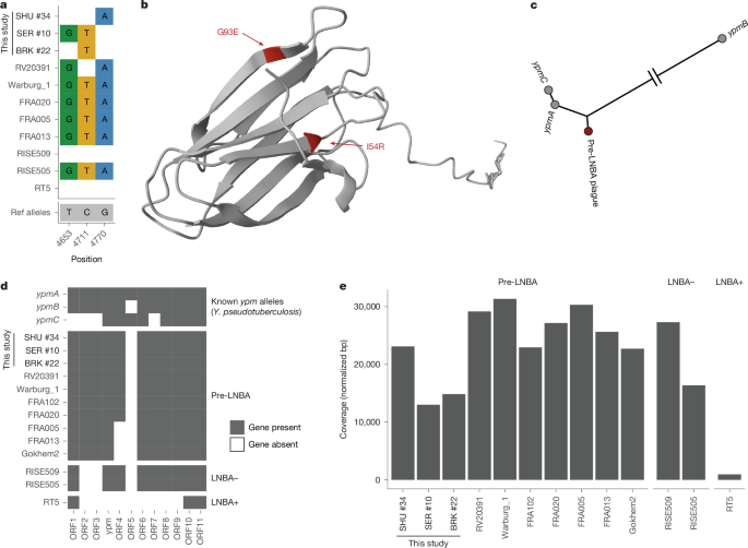 Fig. 5: Variation around the ypm locus.
