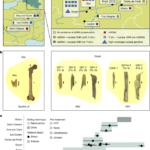 Genetic diversity of late Neanderthals in northwestern Europe